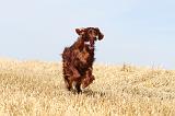 SETTER IRLANDAIS 066